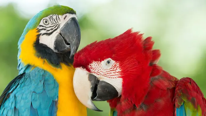 Orchard Village Animal Clinic - A Thrive Pet Healthcare Partner 3
