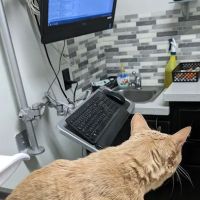 Derry Animal Hospital ico