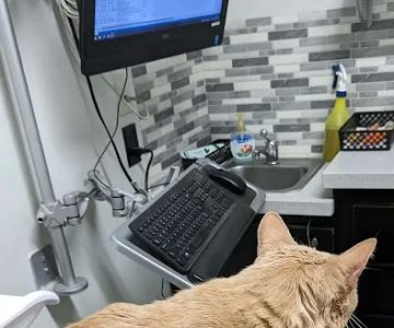 Derry Animal Hospital