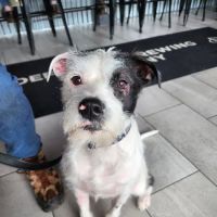 Rockingham Emergency Veterinary Hospital ico