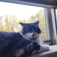 Windham Animal Hospital ico