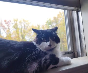 Windham Animal Hospital
