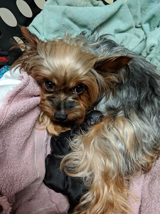 Windham Animal Hospital 7