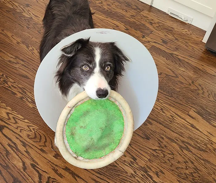 Windham Animal Hospital 5