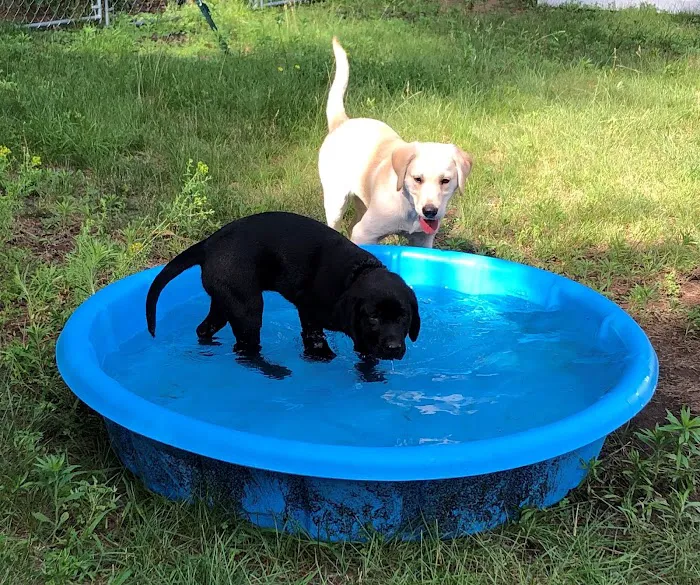 Windham Animal Hospital 10