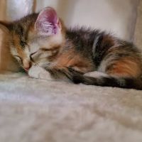 Animal Rescue Veterinary Services ico