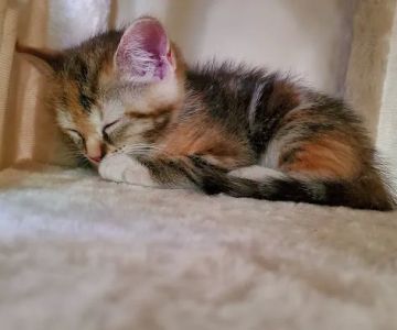 Animal Rescue Veterinary Services