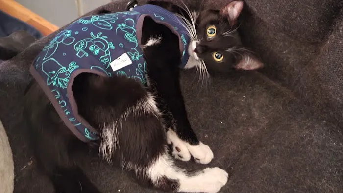 Animal Rescue Veterinary Services 6