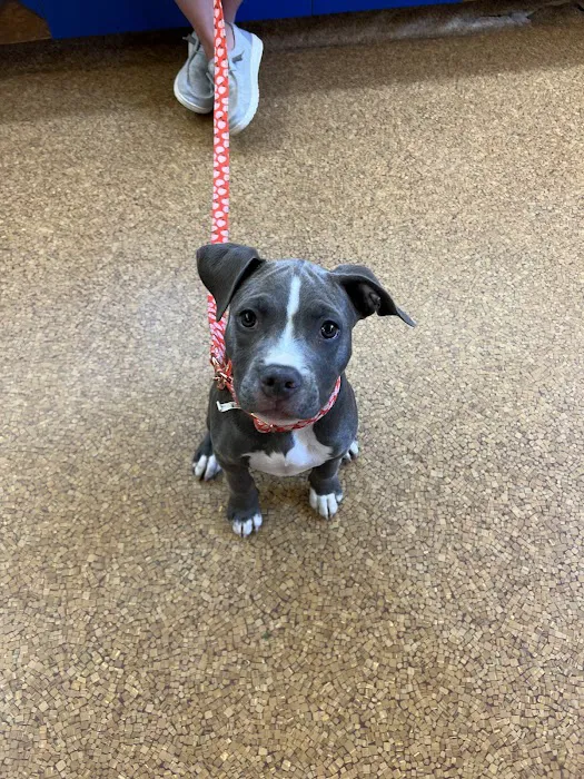 Companion Animal Hospital 11