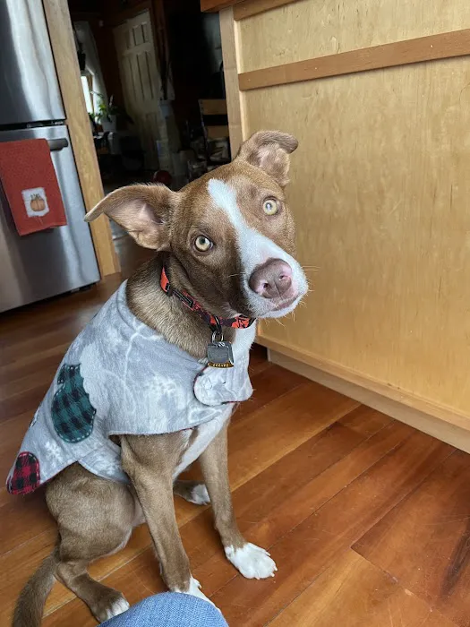 Companion Animal Hospital 13