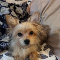 VCA Laconia Animal Hospital ico