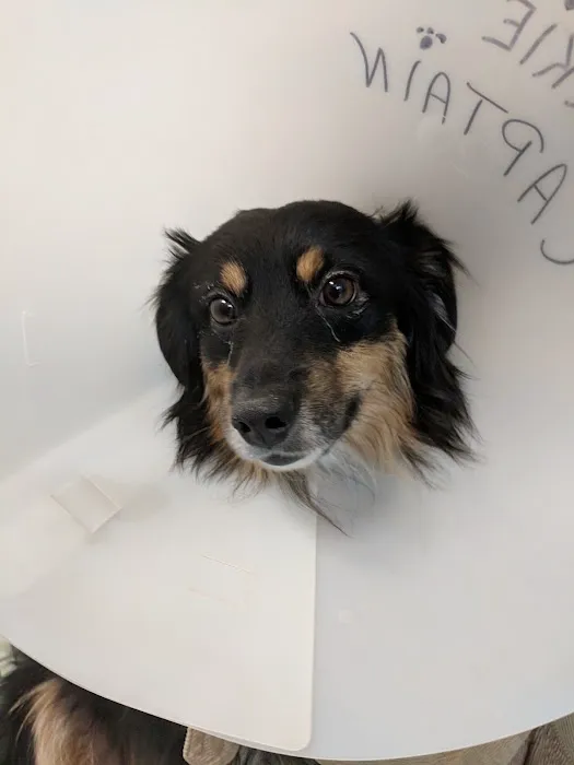 VCA Laconia Animal Hospital 4