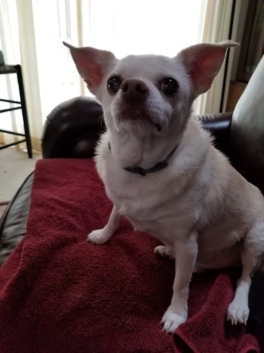 VCA Laconia Animal Hospital 5