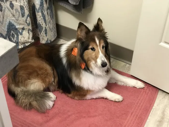 MacDonald Veterinary Service 6