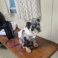 Meredith Animal Hospital ico
