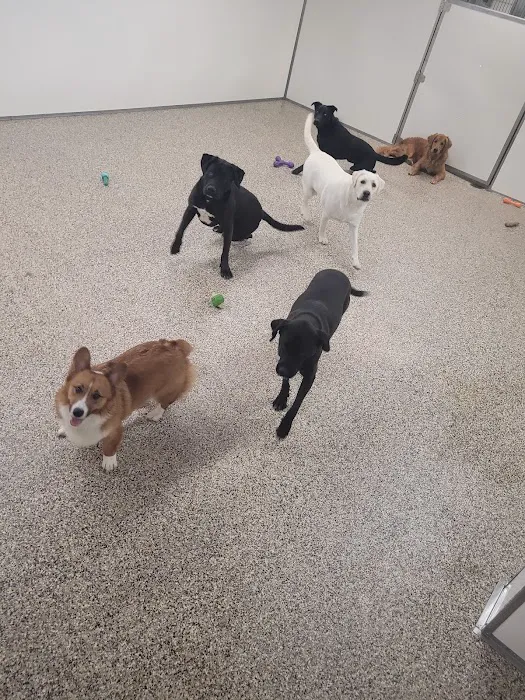 Animal Medical Center of the Upper Valley 5