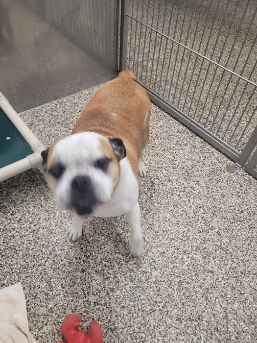 Animal Medical Center of the Upper Valley 9