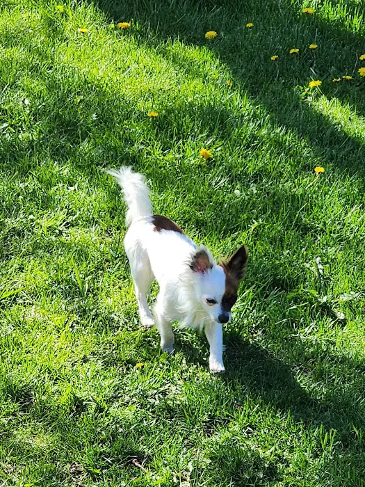 Animal Medical Center of the Upper Valley 1