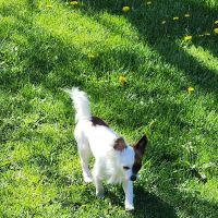 Animal Medical Center of the Upper Valley ico