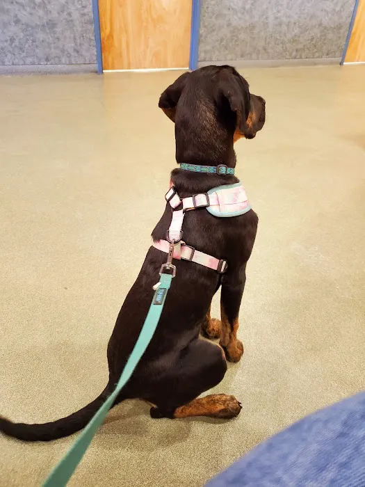 Veremedy Pet Hospital 6