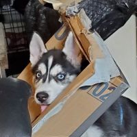 Hanover Veterinary Clinic ico