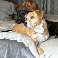 Northern Lakes Veterinary Hospital ico