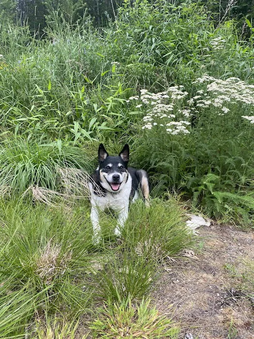 Northern Lakes Veterinary Hospital 9