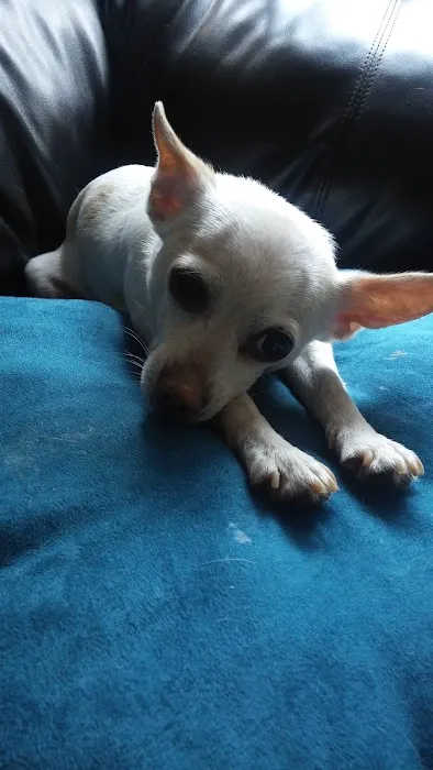 Holistic Veterinary Care: Lamb Kim DVM 3