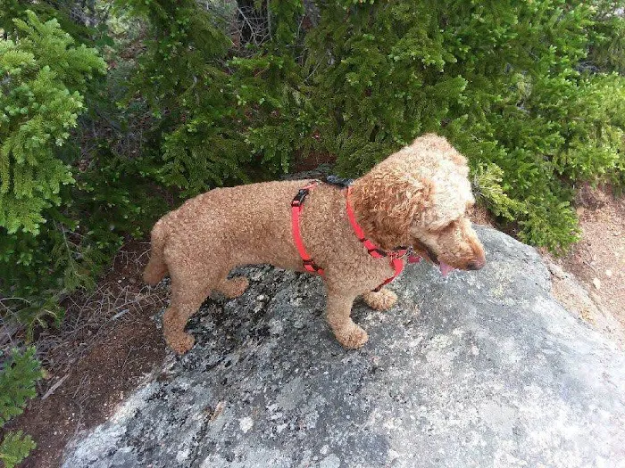 Plymouth Animal Hospital: Tighe Ellyn K DVM 6