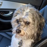 Plymouth Animal Hospital: Tighe Ellyn K DVM ico