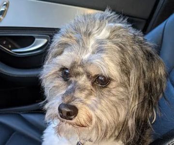 Plymouth Animal Hospital: Tighe Ellyn K DVM