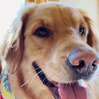 Plymouth Animal Hospital ico