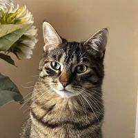 Meredith Place Veterinary Emergency Hospital ico
