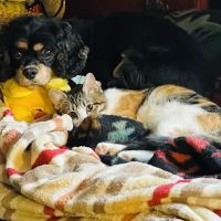 Lyme Veterinary Hospital ico