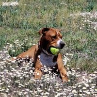Rumney Animal Hospital ico
