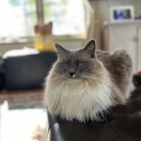 Norwich Regional Animal Hospital ico