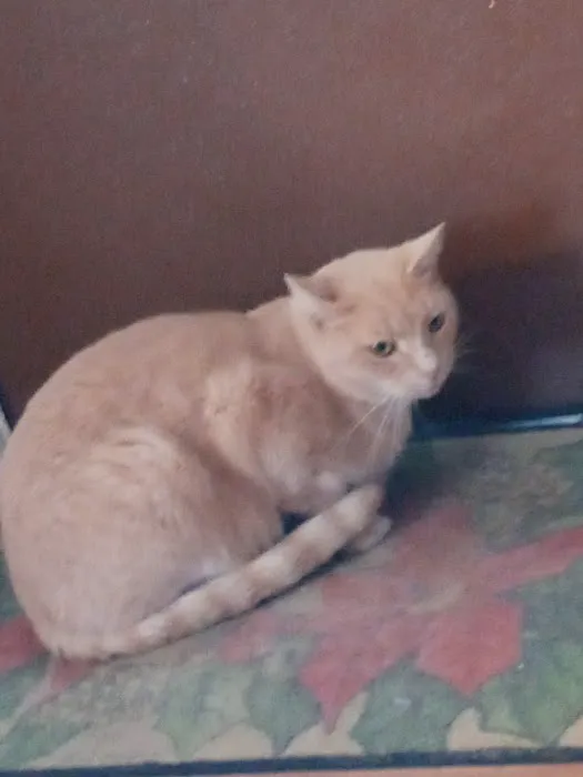 Rockingham Veterinary Clinic 4