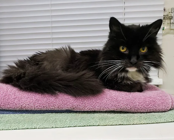 Westminster Animal Hospital 7