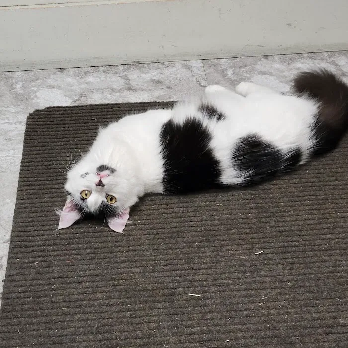 Westminster Animal Hospital 9