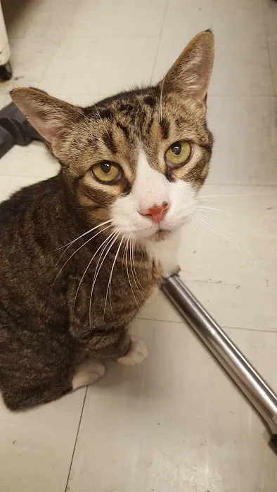 Westminster Animal Hospital 1