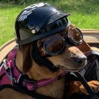Walpole Veterinary Hospital ico