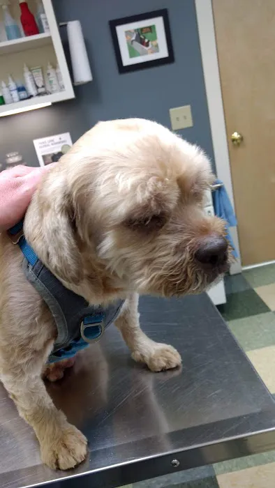 Veremedy Pet Hospital 3