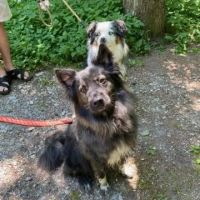 Veremedy Pet Hospital ico