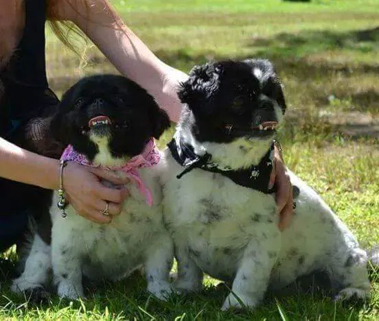 Veremedy Pet Hospital 5