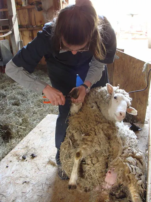 Clover Acres Livestock Veterinary Services 4