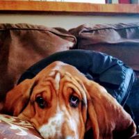 Candray Pet Care Center ico