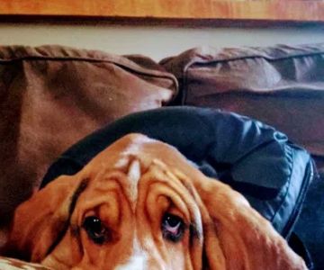 Candray Pet Care Center