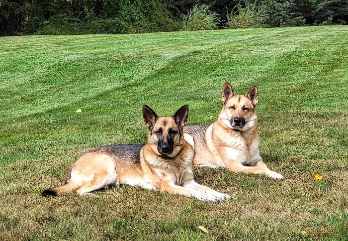Deerfield Veterinary Clinic 1