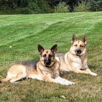 Deerfield Veterinary Clinic ico