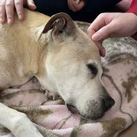 ARK Animal Homecare, PLLC ico